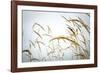 Summer Harvest-Andrew Geiger-Framed Giclee Print