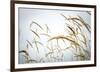 Summer Harvest-Andrew Geiger-Framed Giclee Print