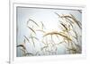 Summer Harvest-Andrew Geiger-Framed Giclee Print