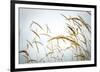 Summer Harvest-Andrew Geiger-Framed Giclee Print