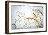 Summer Harvest-Andrew Geiger-Framed Giclee Print