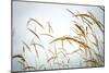 Summer Harvest-Andrew Geiger-Mounted Giclee Print