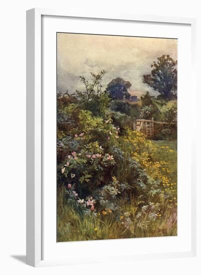 Summer Hedgerow-Berenger Benger-Framed Art Print