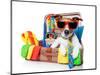 Summer Holiday Dog-Javier Brosch-Mounted Photographic Print