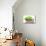 Summer Holiday Dog-Javier Brosch-Mounted Photographic Print displayed on a wall