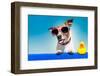 Summer Holiday Dog-Javier Brosch-Framed Photographic Print