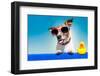 Summer Holiday Dog-Javier Brosch-Framed Photographic Print