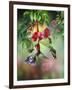 Summer Hummer-Spencer Williams-Framed Giclee Print