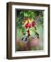 Summer Hummer-Spencer Williams-Framed Giclee Print