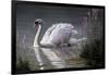 Summer Idyll - Mute Swan-Wilhelm Goebel-Framed Giclee Print