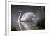 Summer Idyll - Mute Swan-Wilhelm Goebel-Framed Giclee Print