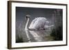 Summer Idyll - Mute Swan-Wilhelm Goebel-Framed Giclee Print