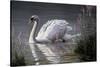 Summer Idyll - Mute Swan-Wilhelm Goebel-Stretched Canvas
