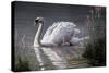 Summer Idyll - Mute Swan-Wilhelm Goebel-Stretched Canvas