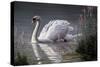 Summer Idyll - Mute Swan-Wilhelm Goebel-Stretched Canvas