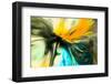 Summer Joy-Ursula Abresch-Framed Photographic Print