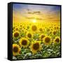 Summer Landscape: Beauty Sunset over Sunflowers Field-nadiya_sergey-Framed Stretched Canvas