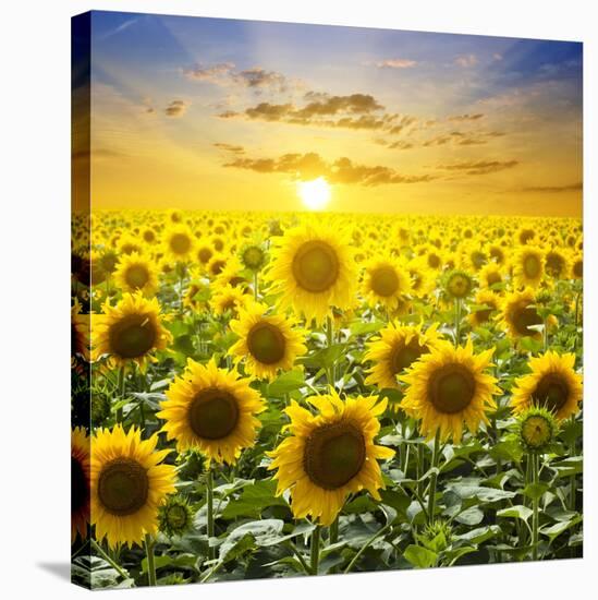 Summer Landscape: Beauty Sunset over Sunflowers Field-nadiya_sergey-Stretched Canvas
