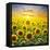 Summer Landscape: Beauty Sunset over Sunflowers Field-nadiya_sergey-Framed Stretched Canvas