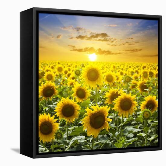 Summer Landscape: Beauty Sunset over Sunflowers Field-nadiya_sergey-Framed Stretched Canvas