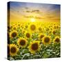 Summer Landscape: Beauty Sunset over Sunflowers Field-nadiya_sergey-Stretched Canvas