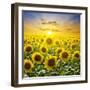 Summer Landscape: Beauty Sunset over Sunflowers Field-nadiya_sergey-Framed Photographic Print