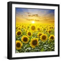 Summer Landscape: Beauty Sunset over Sunflowers Field-nadiya_sergey-Framed Photographic Print