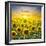 Summer Landscape: Beauty Sunset over Sunflowers Field-nadiya_sergey-Framed Photographic Print