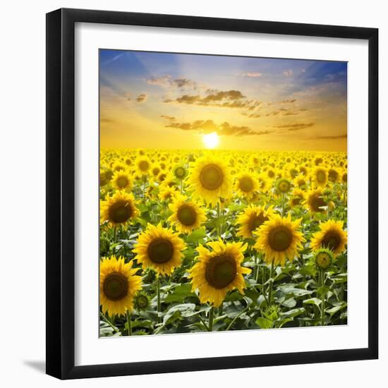 Summer Landscape: Beauty Sunset over Sunflowers Field-nadiya_sergey-Framed Photographic Print