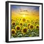 Summer Landscape: Beauty Sunset over Sunflowers Field-nadiya_sergey-Framed Photographic Print