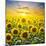 Summer Landscape: Beauty Sunset over Sunflowers Field-nadiya_sergey-Mounted Photographic Print