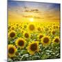 Summer Landscape: Beauty Sunset over Sunflowers Field-nadiya_sergey-Mounted Photographic Print