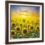 Summer Landscape: Beauty Sunset over Sunflowers Field-nadiya_sergey-Framed Photographic Print