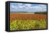 Summer Landscape with Panicum Field-yurikr-Framed Stretched Canvas