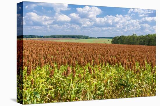 Summer Landscape with Panicum Field-yurikr-Stretched Canvas