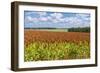 Summer Landscape with Panicum Field-yurikr-Framed Photographic Print