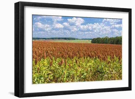 Summer Landscape with Panicum Field-yurikr-Framed Photographic Print