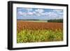 Summer Landscape with Panicum Field-yurikr-Framed Photographic Print