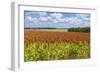 Summer Landscape with Panicum Field-yurikr-Framed Photographic Print