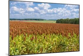 Summer Landscape with Panicum Field-yurikr-Mounted Photographic Print
