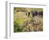 Summer Landscape-Pierre-Auguste Renoir-Framed Giclee Print