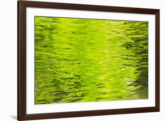 Summer Maple Leaf reflections, Goldstream River, Goldstream Provincial Park, near Victoria, B.C.-Stuart Westmorland-Framed Photographic Print