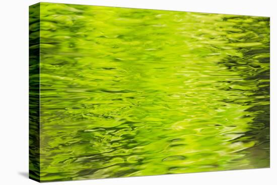 Summer Maple Leaf reflections, Goldstream River, Goldstream Provincial Park, near Victoria, B.C.-Stuart Westmorland-Stretched Canvas