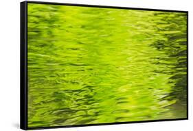 Summer Maple Leaf reflections, Goldstream River, Goldstream Provincial Park, near Victoria, B.C.-Stuart Westmorland-Framed Stretched Canvas