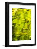 Summer Maple Leaf reflections, Goldstream River, Goldstream Provincial Park, near Victoria, B.C.-Stuart Westmorland-Framed Photographic Print