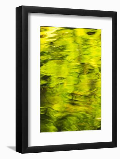 Summer Maple Leaf reflections, Goldstream River, Goldstream Provincial Park, near Victoria, B.C.-Stuart Westmorland-Framed Photographic Print
