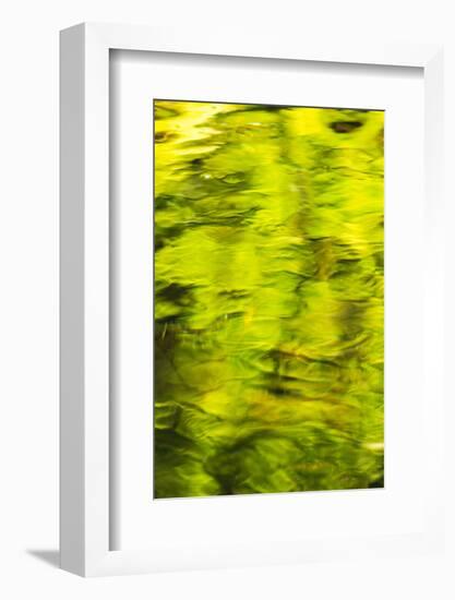 Summer Maple Leaf reflections, Goldstream River, Goldstream Provincial Park, near Victoria, B.C.-Stuart Westmorland-Framed Photographic Print