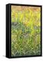 Summer Meadow, 2012-Leigh Glover-Framed Stretched Canvas