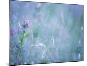 Summer Meadow-Don Paulson-Mounted Giclee Print