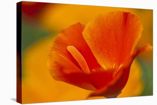 Summer Mission Bell Poppies in Full Bloom, Seattle, Washington, USA-Terry Eggers-Stretched Canvas